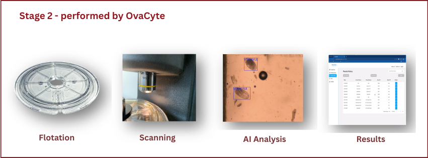 Stage 2 - Ovacyte